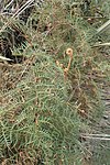 Bracken fern, an important wild food source for Māori.