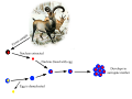 Pictured above is the process used to clone the Pyrenean ibex in 2009. The tissue culture was taken from the last living, female Pyrenean ibex named Celia. The egg was taken from a Goat (Capra hircus) and the nuclei removed to ensure the offspring was purely Pyrenean ibex. The egg was implanted into a surrogate goat mother for development. References: [2]