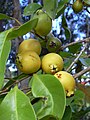 Vruchten van Psidium cattleianum var. lucidum