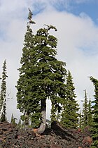 Berghemlocksparren in Oregon