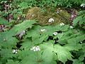 Diphylleia cymosa