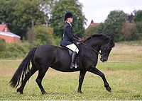 Welsh Cob (sectie D)