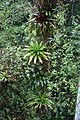 Werauhia':-soort in Monteverde (Costa Rica)