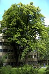 1 Sommerlinde (Tilia platyphyllos)