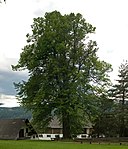 Winterlinde (Tilia cordata)