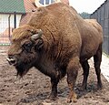Minsk'te hayvanat bahçesinde bulunan bir Avrupa bizonu