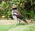 Ein komischer Vogel in Shenzhen Schwarzhalsstar (Sturnus nigricollis)