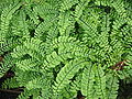 Adiantum pedatum