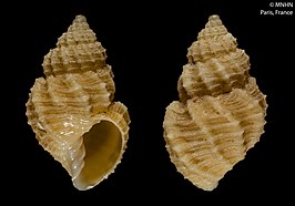 Admetula lutea