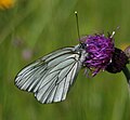 Baumweißling (Aporia crataegi)