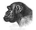 Profilden bir şempanze kafası çizimi