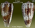 Conus magus Linnaeus, C., 1758