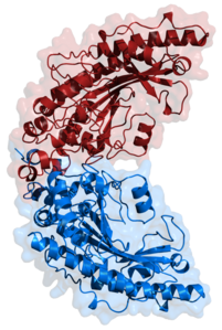 Creatin-Kinase