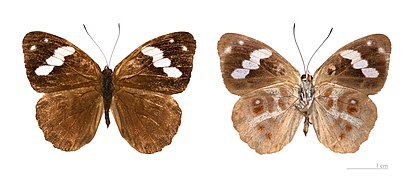 Museum specimen ♂ Both sides