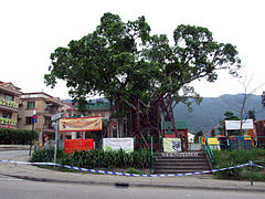 Hong Kong Well-wishing Festival involves locals throwing their wishes onto a wishing tree.[50]