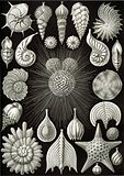 Foraminifera (Thalamphora)