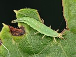 Hypochrysa elegans – Larve