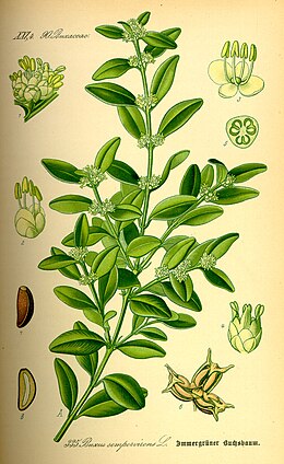 Örökzöld puszpáng (Buxus sempervirens)