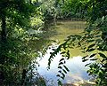 Jammerdaalsche Heide bij Venlo