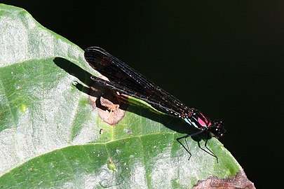 R. fenestrata male Jewel, Bali, Indonesia