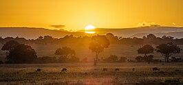 De Masai Mara bij zonsondergang