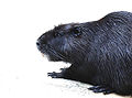 Myocastor coypus