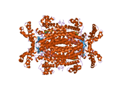 Adenylosuccinat-Lyase