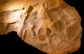 Ohio, Wooster'daki Logan Formasyonu'nda bulunan bir iz fosili olan Palaeophycus ichnosp.