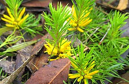 Persoonia chamaepitys