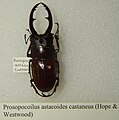 Prosopocoilus astacoides castaneus