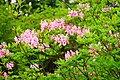 Roseshell Azelea R rinophyllum bush