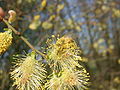 Männliche Blüten­kätzchen mit Pollen sammelnder Honig­biene