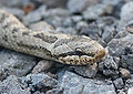 Στεφανοφόρος (Coronella austriaca) (λείο φίδι)