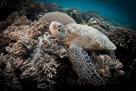 Hawksbill sea turtle, by Anna Varona