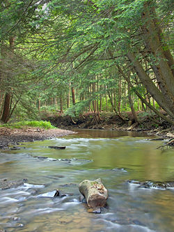 South Branch Tionesta Creek within the Allegheny National Forest in the township, June 2011