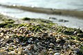 Nahaufnahme vom Spülsaum am Strand von Cuxhaven