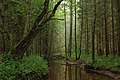 Wooded landscape in Estonia