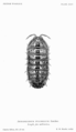 Armadillidium pulchellum