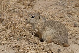 Urocitellus mollis