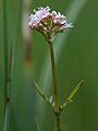 Valeriana dioica, habitus, male plant Photo by Kristian Peters