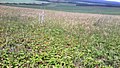 A field of wild Fragaria viridis plants