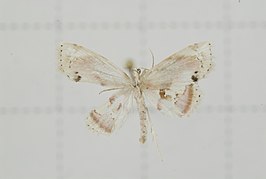 Holocryptis nymphula