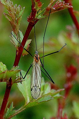 Austrolimnophila (Austrolimnophila) ochracea