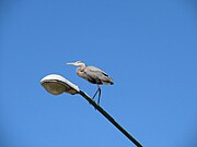 Great blue heron