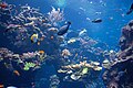 View of the much larger Philippine coral reef exhibit at Steinhart Aquarium