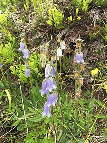 Campanula barbata at Sölden in Austria