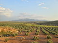 Olivenfelder in der Gemeinde von Torredelcampo