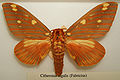 Citheronia regalis male