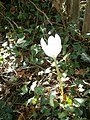 Colchicum speciosum 'Album'