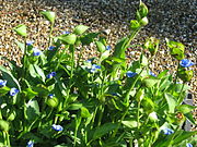 Commelina tuberosa (die länglichen Wurzeln werden verwendet; nicht im Bild)